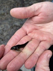 Clinocottus acuticeps