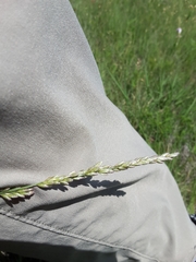 Tridens albescens