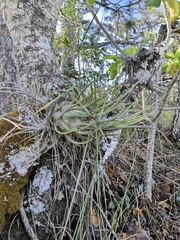 Tillandsia seleriana