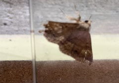 Ugia purpurea