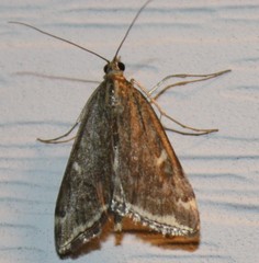 Loxostege munroealis