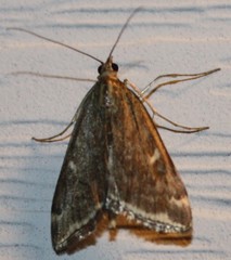 Loxostege munroealis