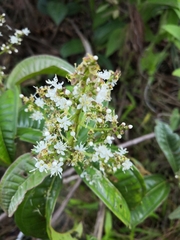 Miconia chamissois