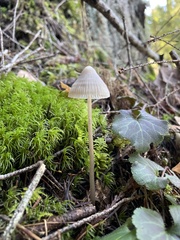 Mycena robusta