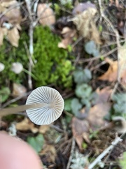 Mycena robusta