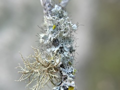 Heterodermia namaquana
