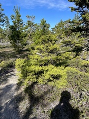 Cupressus goveniana