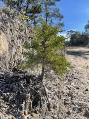 Cupressus goveniana