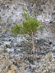 Cupressus goveniana