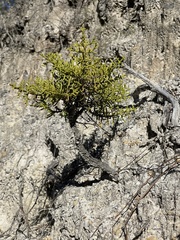 Cupressus goveniana
