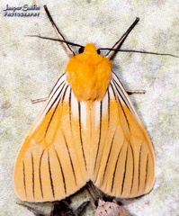 Pseudischnocampa nervosa