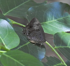 Arhopala madytus