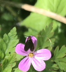 Cauchas rufimitrella