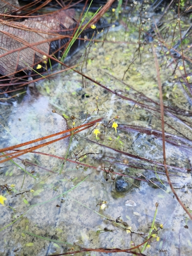 Image of Utricularia pusilla by no rights reserved