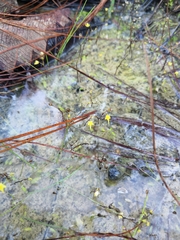 Utricularia pusilla