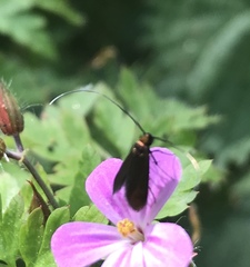 Cauchas rufimitrella