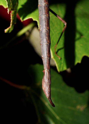 Unarmed Stick Insect