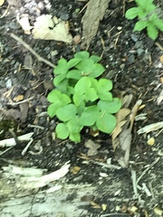 Hepatica americana