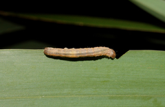 Ichneutica steropastis