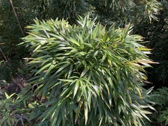 Phyllostachys nigra