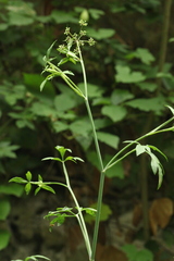 Dichoropetalum caucasicum