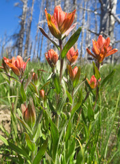 Castilleja elmeri