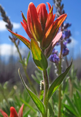 Castilleja elmeri