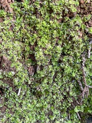 Fossombronia longiseta