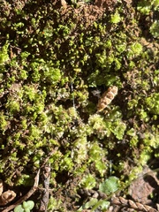 Fossombronia longiseta