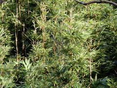 Phyllostachys nigra