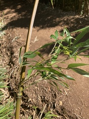 Phyllostachys nigra