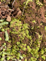 Fossombronia longiseta