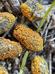 Caloplaca subpyraceella