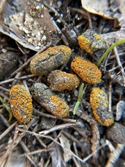 Caloplaca subpyraceella