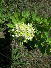 Asclepias viridis