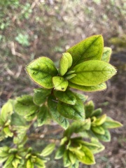 Rhododendron oldhamii