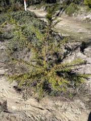 Cupressus goveniana