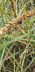 Leymus racemosus