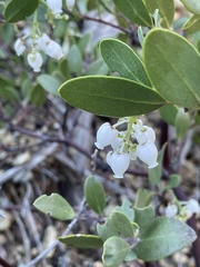 Arctostaphylos bakeri sublaevis