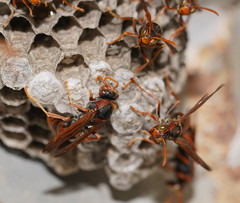 Polistes humilis humilis