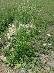 Plantago lanceolata