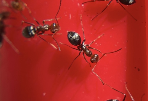 iNaturalist observation photo of North American Honeypot Ants