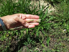 Plantago lanceolata