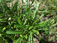 Plantago lanceolata