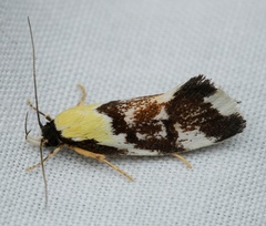 Eulechria clytophanes