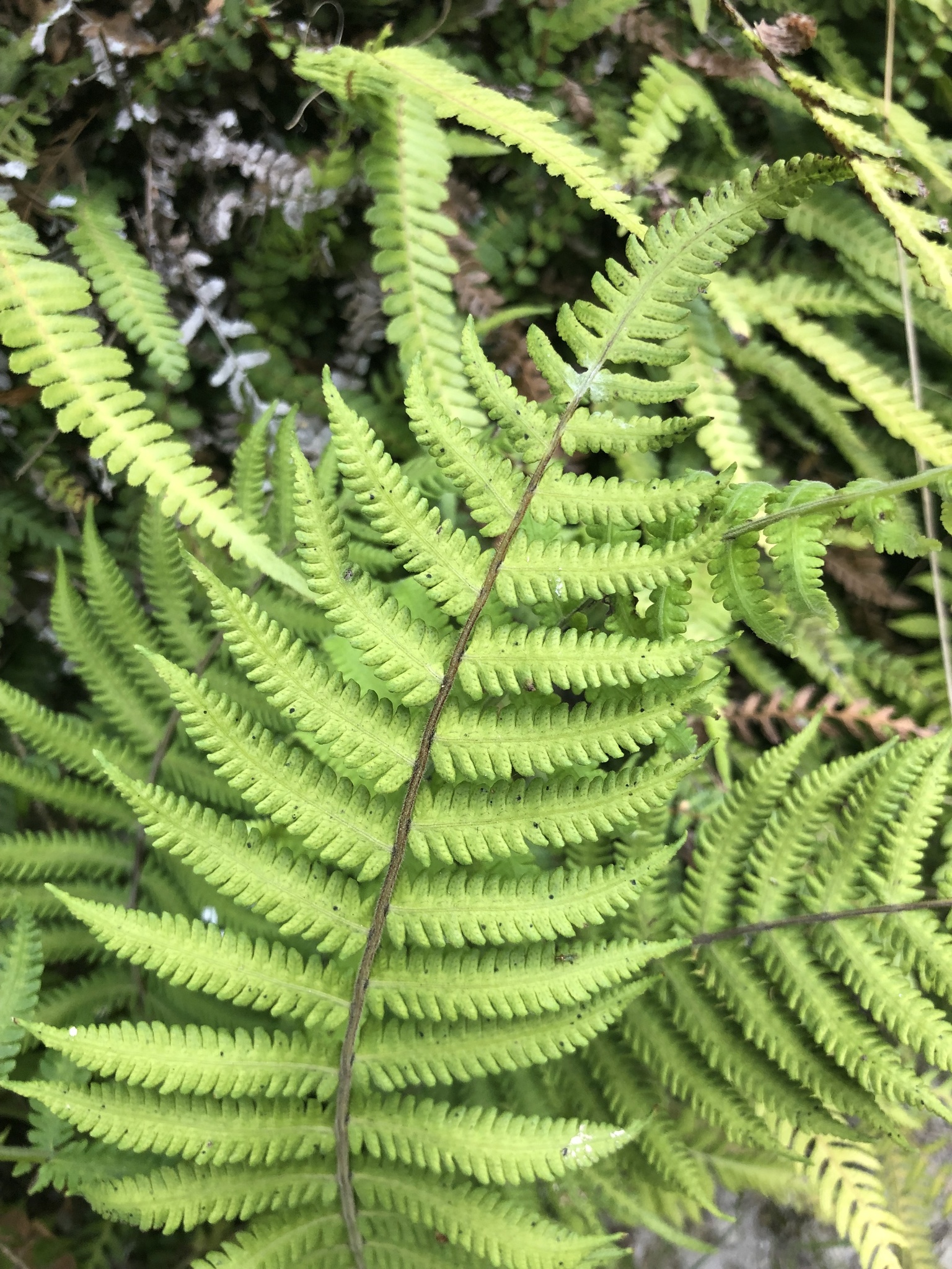 Christella dentata