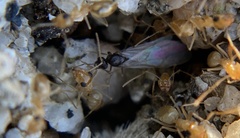 Myrmecocystus
