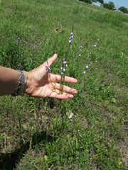 Verbena halei