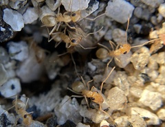 Myrmecocystus