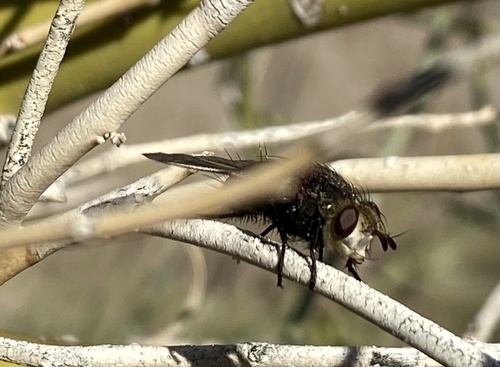 iNaturalist observation photo of Tachinini